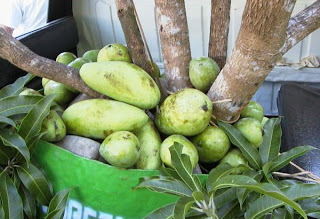 Qual a fruta mais doce que existe no mundo?