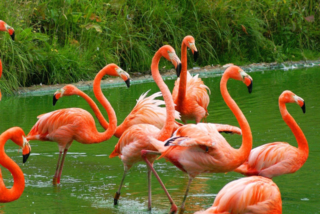 Por que os flamingos são de cores rosados ou avermelhados? 3 Caribbean flamingo