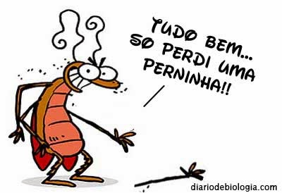 Resultado de imagem para Os insetos sentem dor