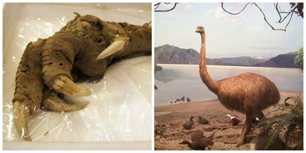 As 10 descobertas mais bizarras já feitas ao longo da história As 10 descobertas mais bizarras já feitas ao longo da história