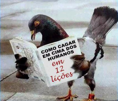 Estudo revela que Pombos podem ser treinados para entender palavras