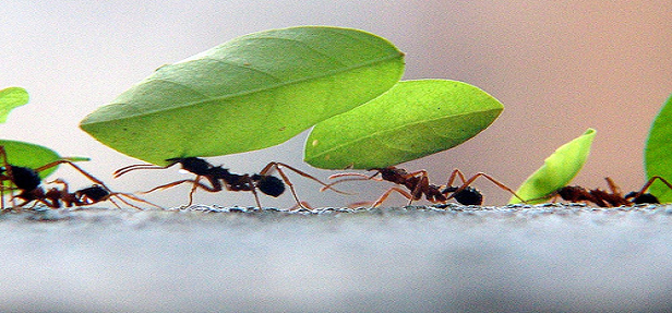 formigas