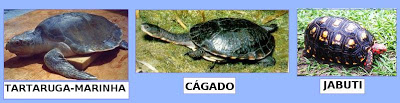 tartaruga2