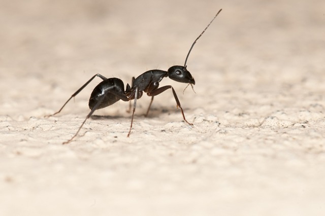 formiga