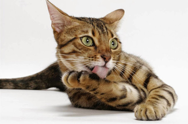 gato