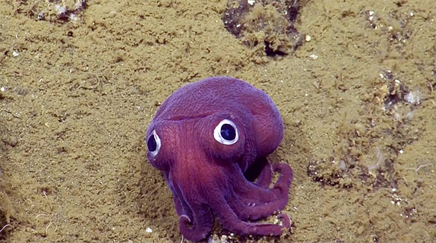stubby