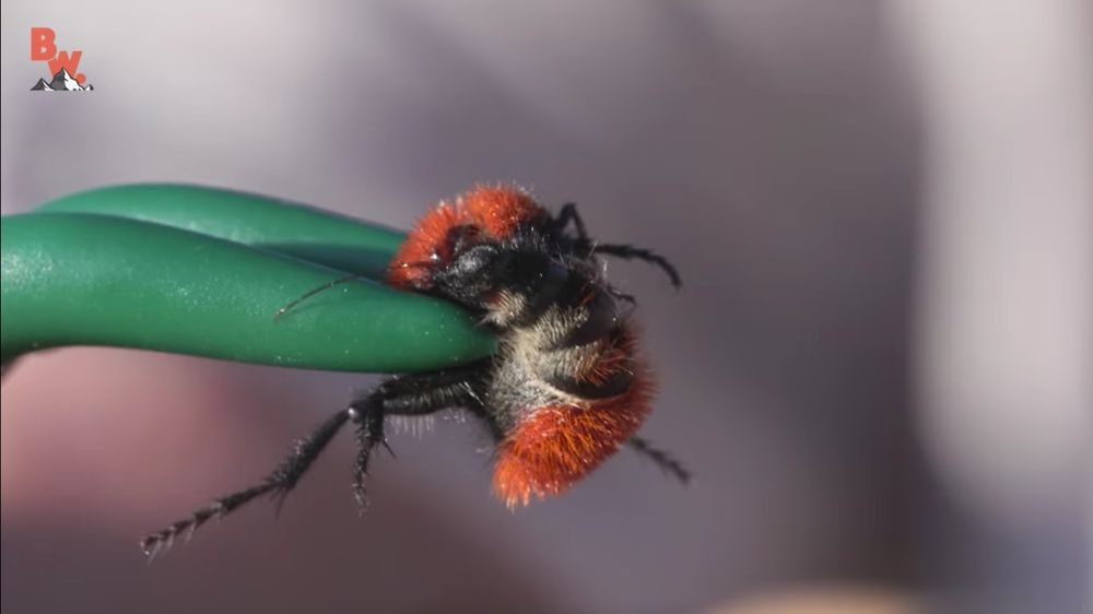 velvet ant