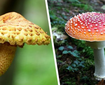 Mushroom and Toadstool 370x297 1
