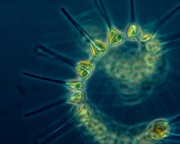 Sea ocean underwater macro biology fish 370x297 1