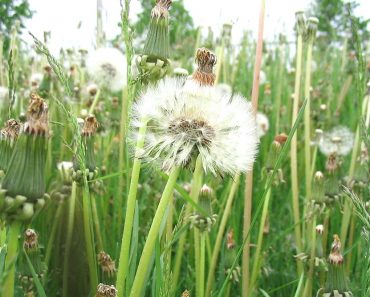 Weeds in Waterloo Ontario 370x297 1