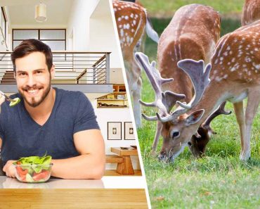 Human animal eating their food 370x297 1