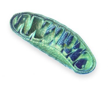 Mitochondria 370x297 1