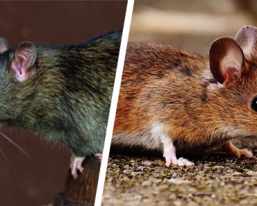 Rat mice featured image 370x297 1