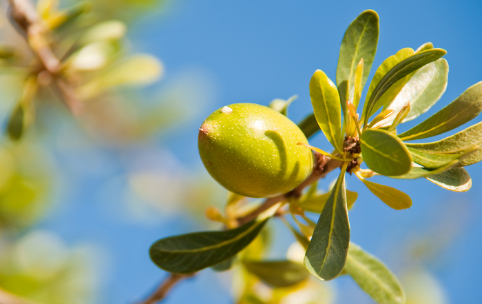 argan2 700x441 1