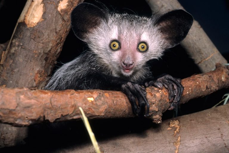 Aye Aye Disturbing Creatures of Our World 768x512 1