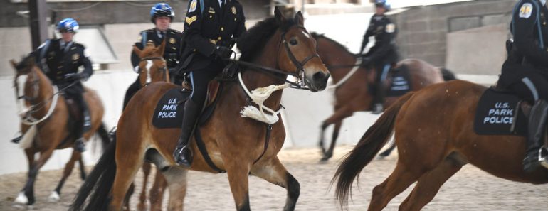 Mounted cops riding 770x297 1