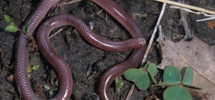 Texas blind snakes Amazing Facts 438x205 1