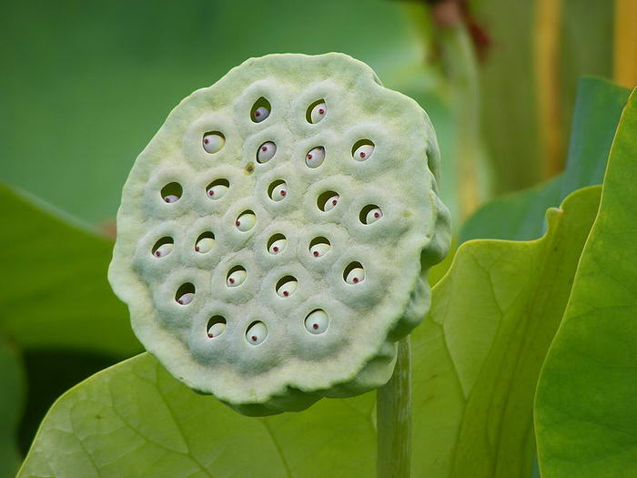 Trypophobia
