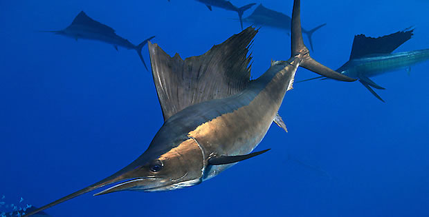 agulhao vela