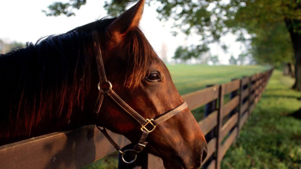 backgrounds horse wallpaper wallpapers