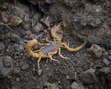 scorpion Indian red scorpion Hottentotta tamulus 370x297 1