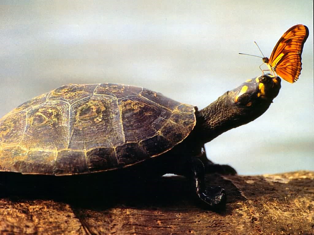 tartaruga