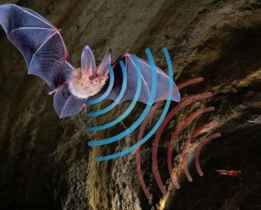 Echolocation 370x297 1
