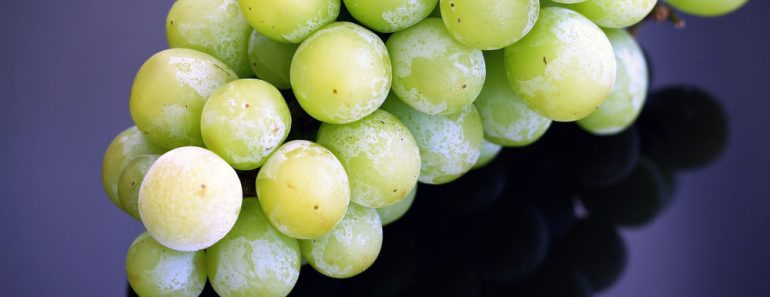 Green grapes on top of the table 770x297 1