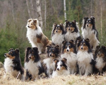 Sheltie group of dogs 1 370x297 1