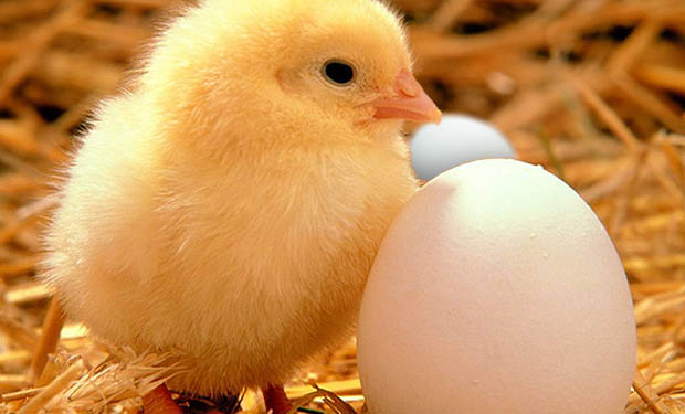 chicken or egg