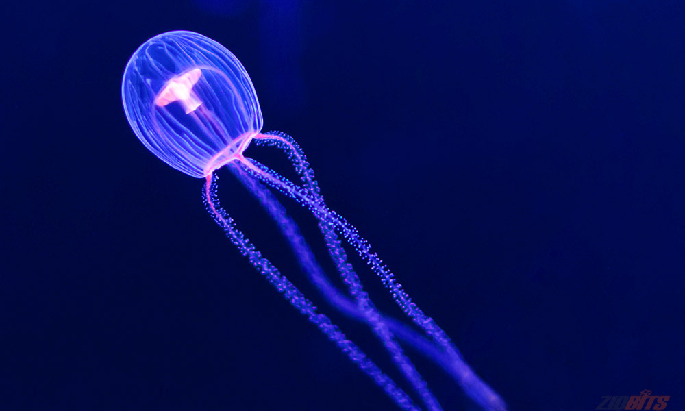 immortal jellyfish
