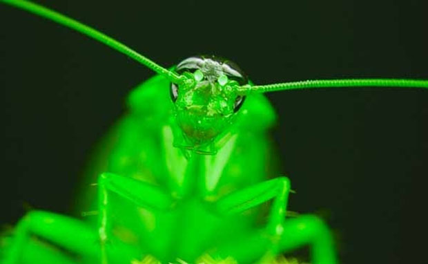 radioactive cockroach11