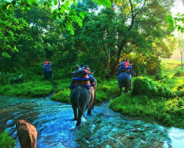 Life On Earth jungle safari elephant people water river green 370x297 1