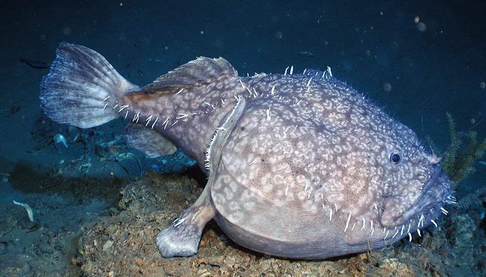 Anglerfish 700x400 1