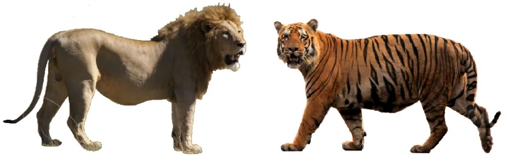 Lionandtiger