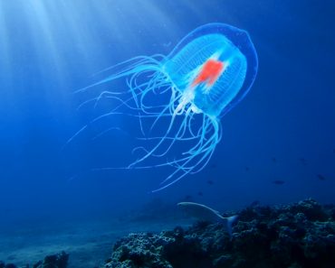 jellyfish 370x297 1