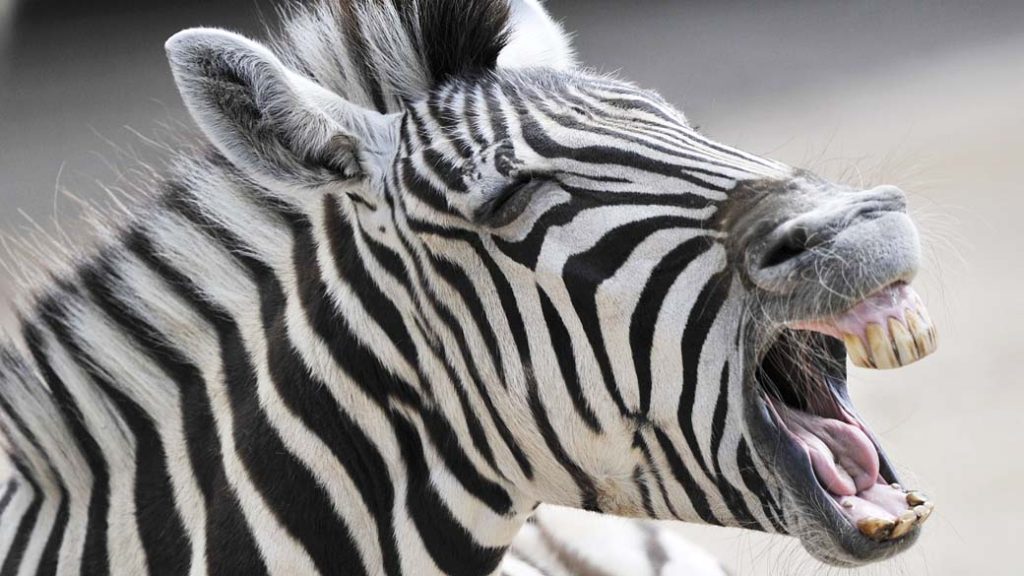 zebra zoologico heidelberg 20110428 original1