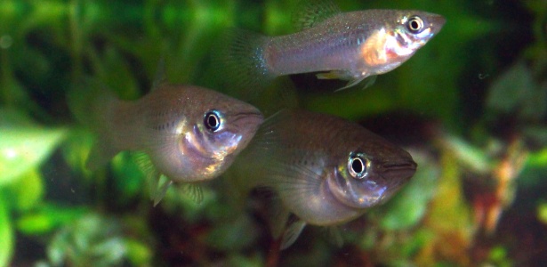 peixes dormem