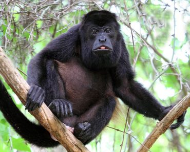 big monkey 370x297 1