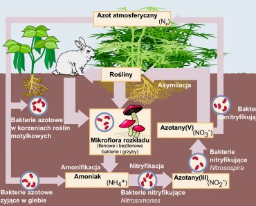 nitrogen cycle 370x297 1