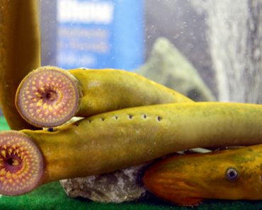 Lampreys 370x297 1