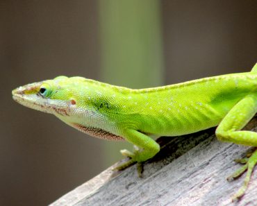lizard 370x297 1