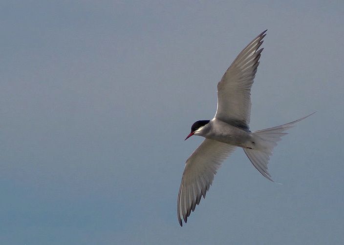 Arctic Tern in flight