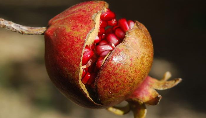 Pomegranate 700x400 1