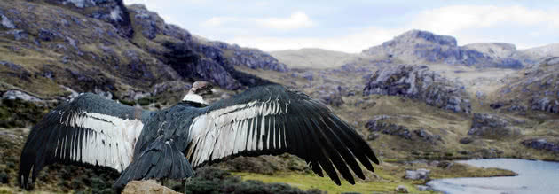 condor en cajas cke