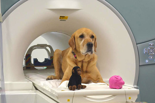 dog mri scanner
