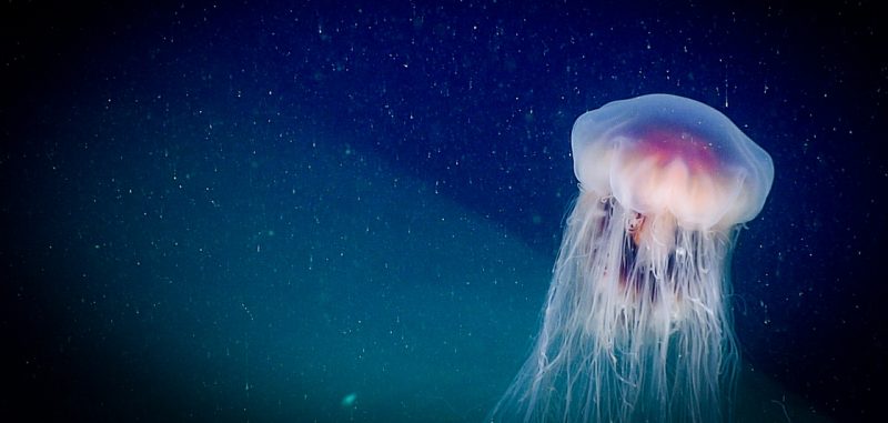 jellyfish 1 e1536513988882