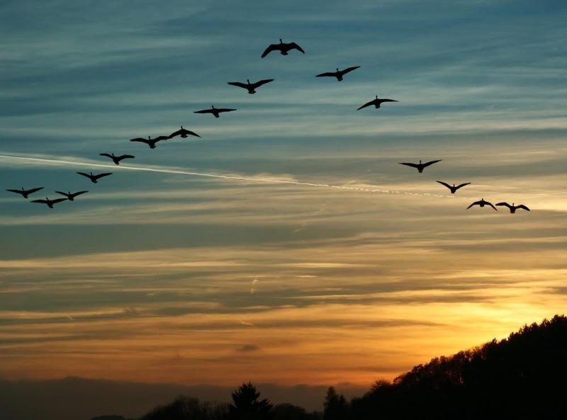 migrating birds 1 e1537696729874