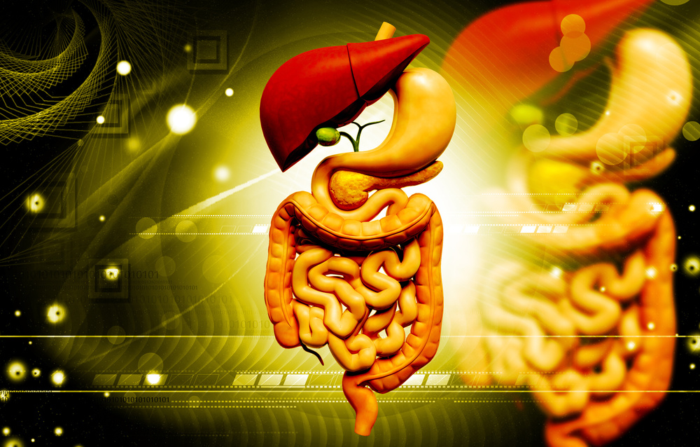probiotics.live .bacteria.digestive.gut .health