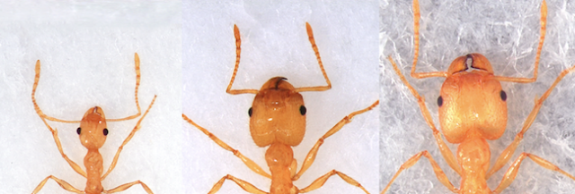 worker ant soldier ant 640x217 1